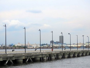 Great Cormorant Minatomirai Sat, 6/11/2022