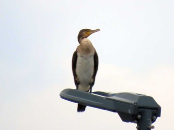 Great Cormorant Minatomirai Sat, 6/11/2022