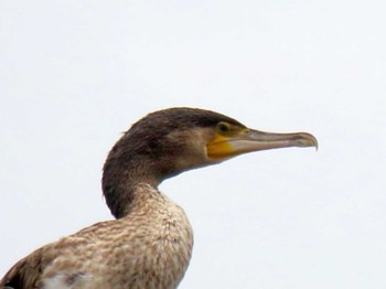 Great Cormorant Minatomirai Sat, 6/11/2022