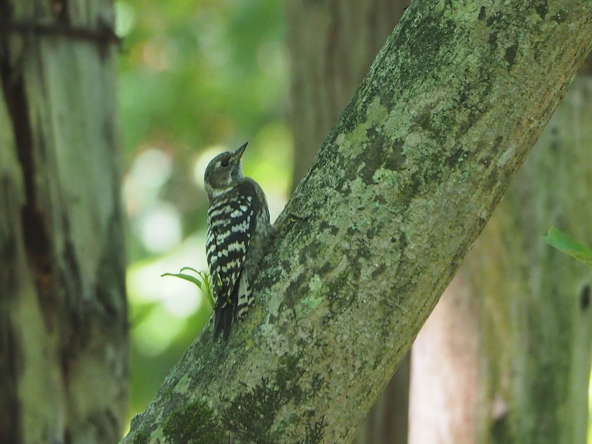 Japanese Pygmy Woodpecker