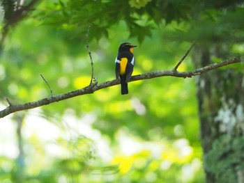 Narcissus Flycatcher Yamanakako Lake Sat, 6/25/2022