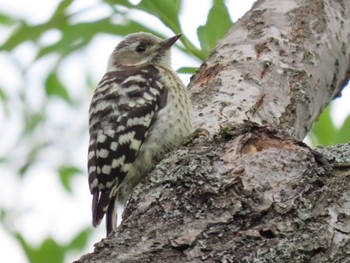 2022年6月26日(日) 西岡公園(西岡水源地)の野鳥観察記録