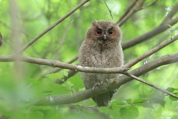 オオコノハズク 北海道 函館市 見晴公園 2022年6月26日(日)