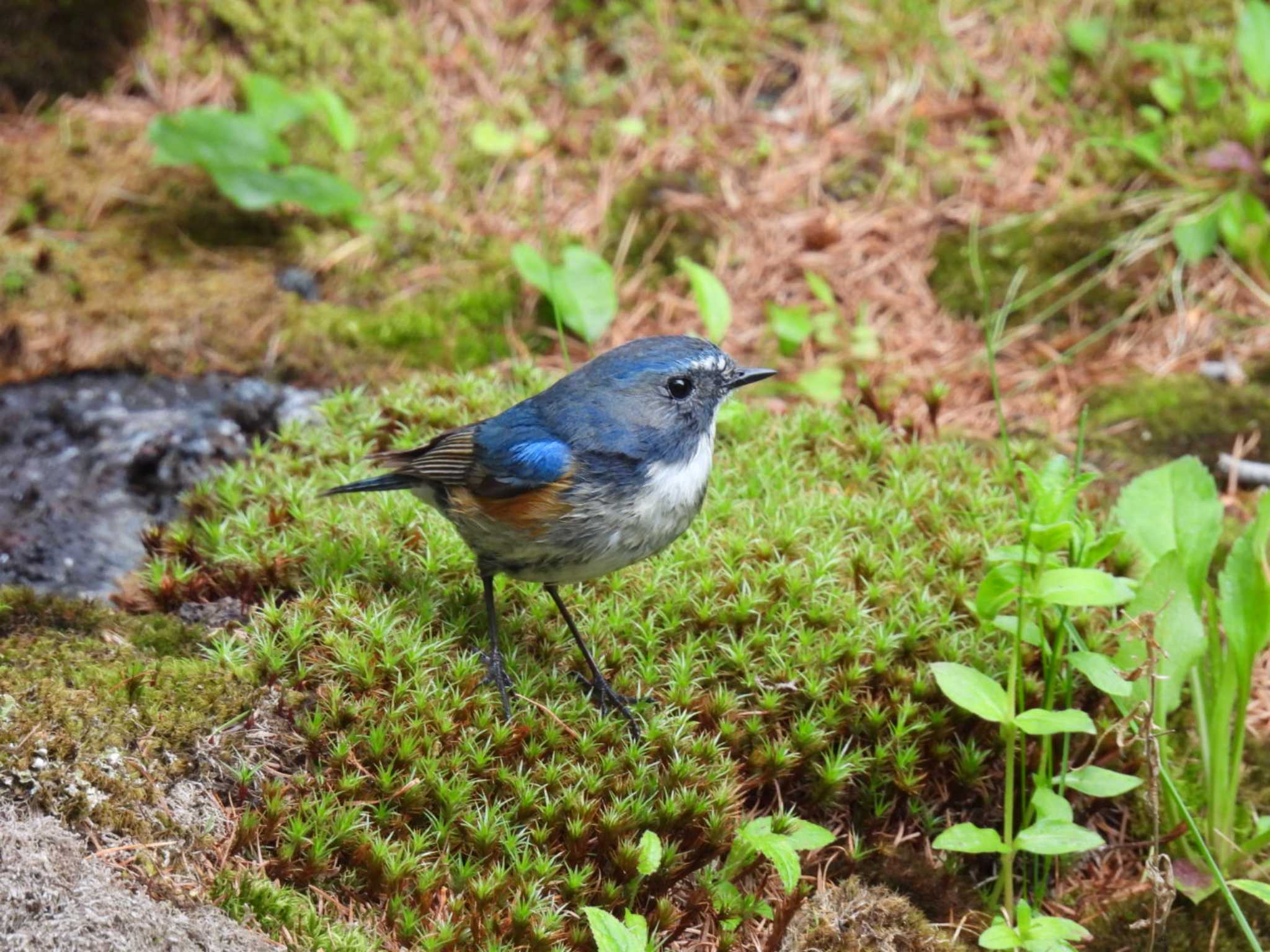 Red-flanked Bluetail