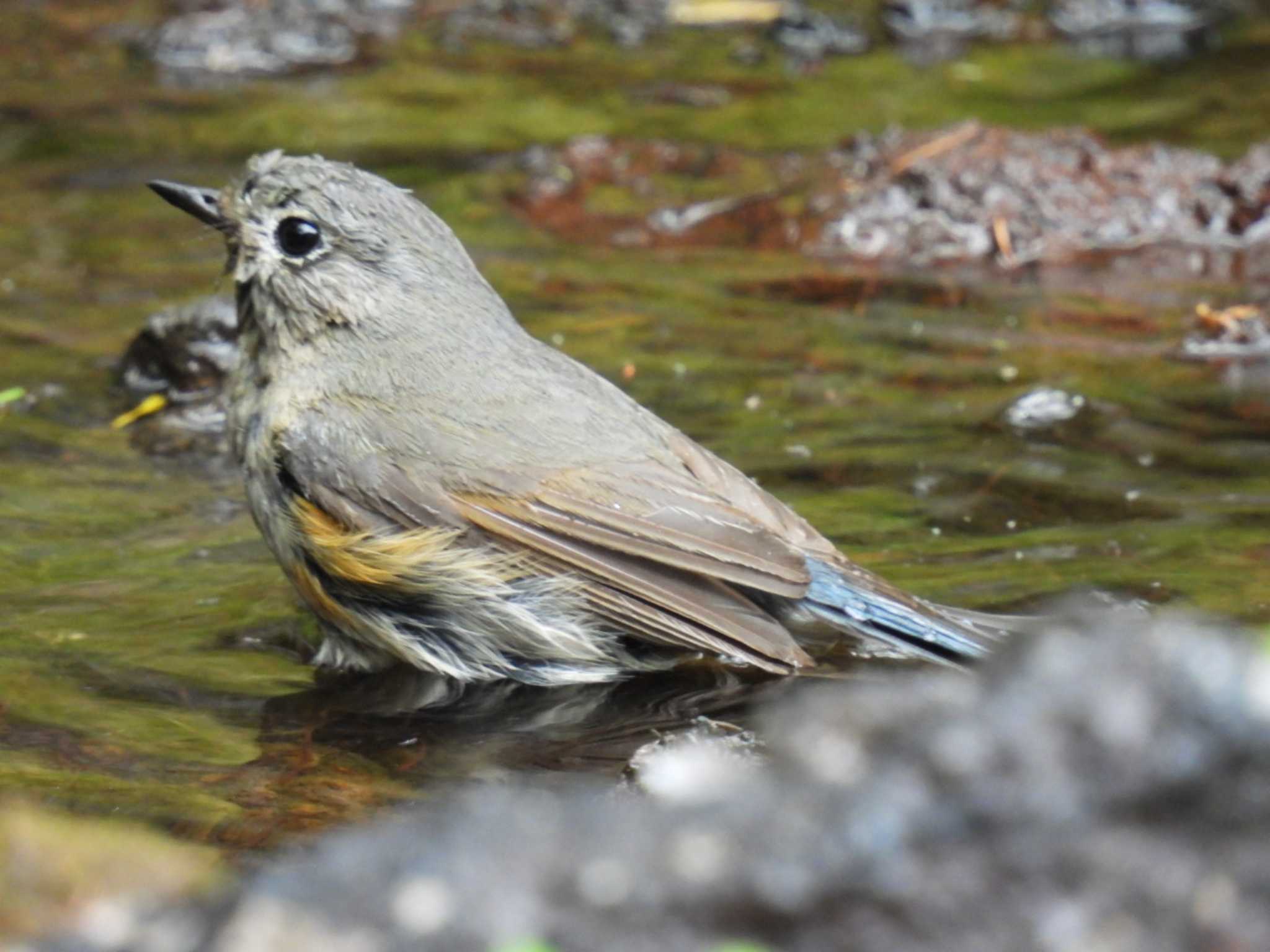 Red-flanked Bluetail