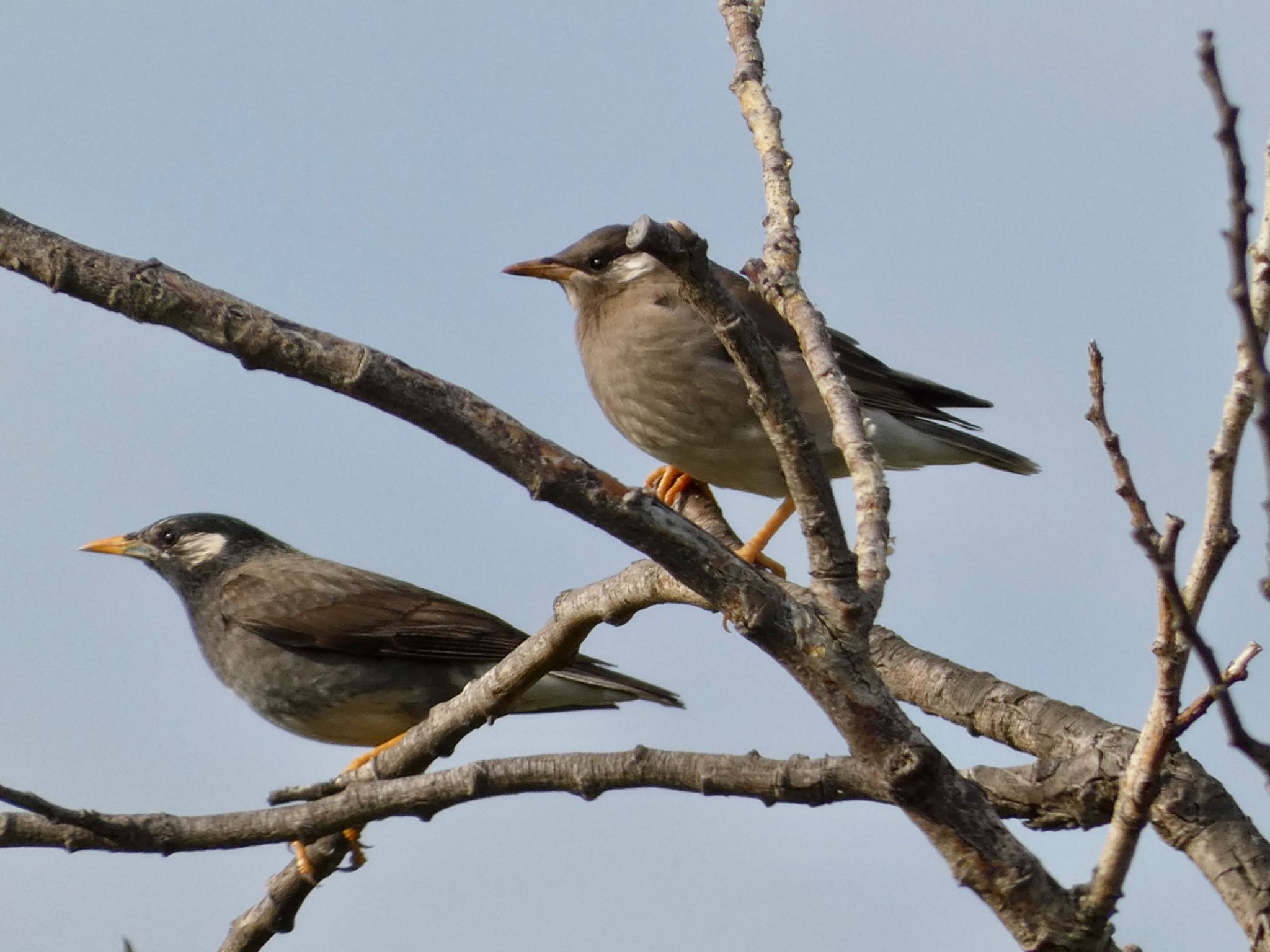 Photo of White-cheeked Starling at  by Mariri1017