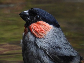 Eurasian Bullfinch Okuniwaso(Mt. Fuji) Sun, 6/26/2022