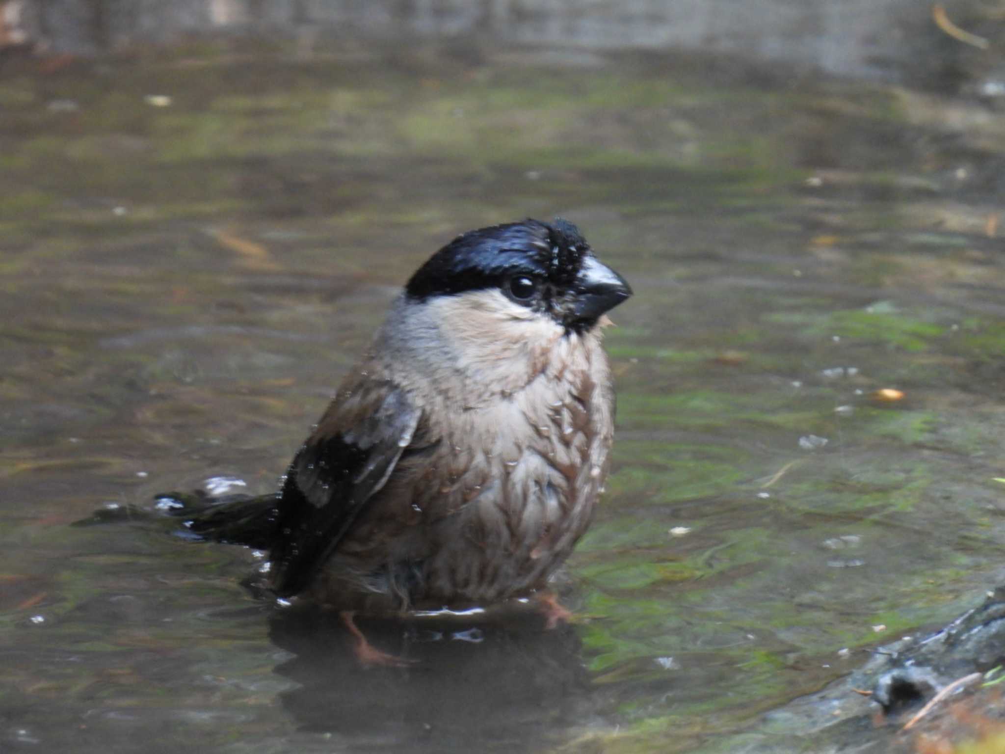 Eurasian Bullfinch