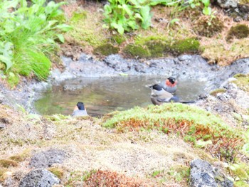 Eurasian Bullfinch Okuniwaso(Mt. Fuji) Sun, 6/26/2022