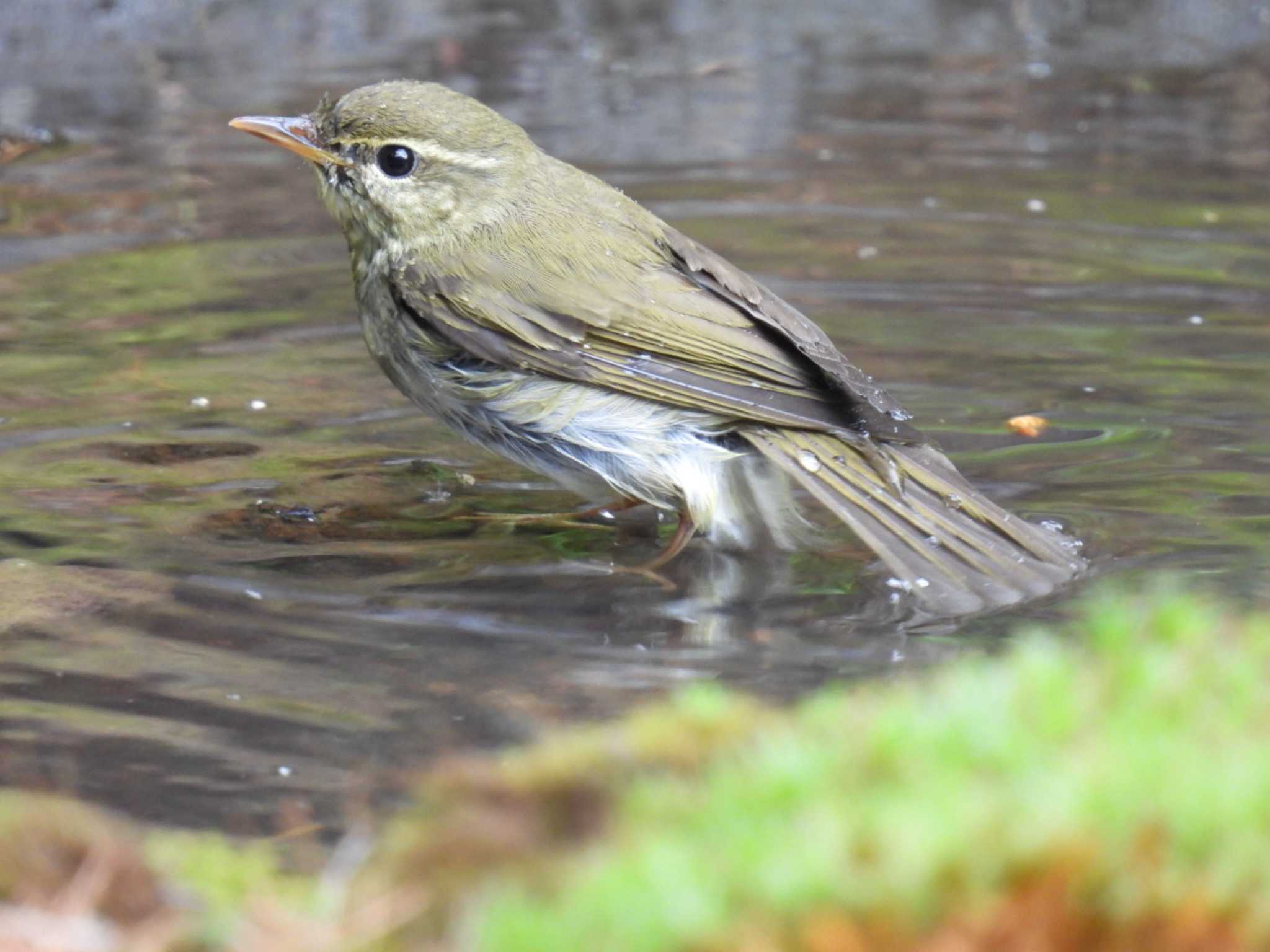 Photo of Japanese Leaf Warbler at Okuniwaso(Mt. Fuji) by カズー