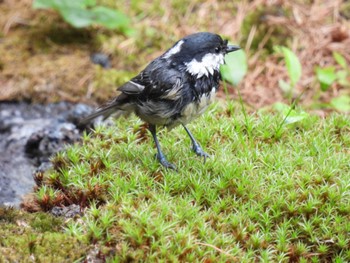 Coal Tit Okuniwaso(Mt. Fuji) Sun, 6/26/2022