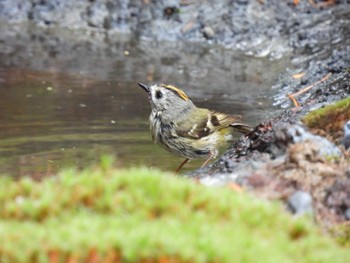 Goldcrest Okuniwaso(Mt. Fuji) Sun, 6/26/2022