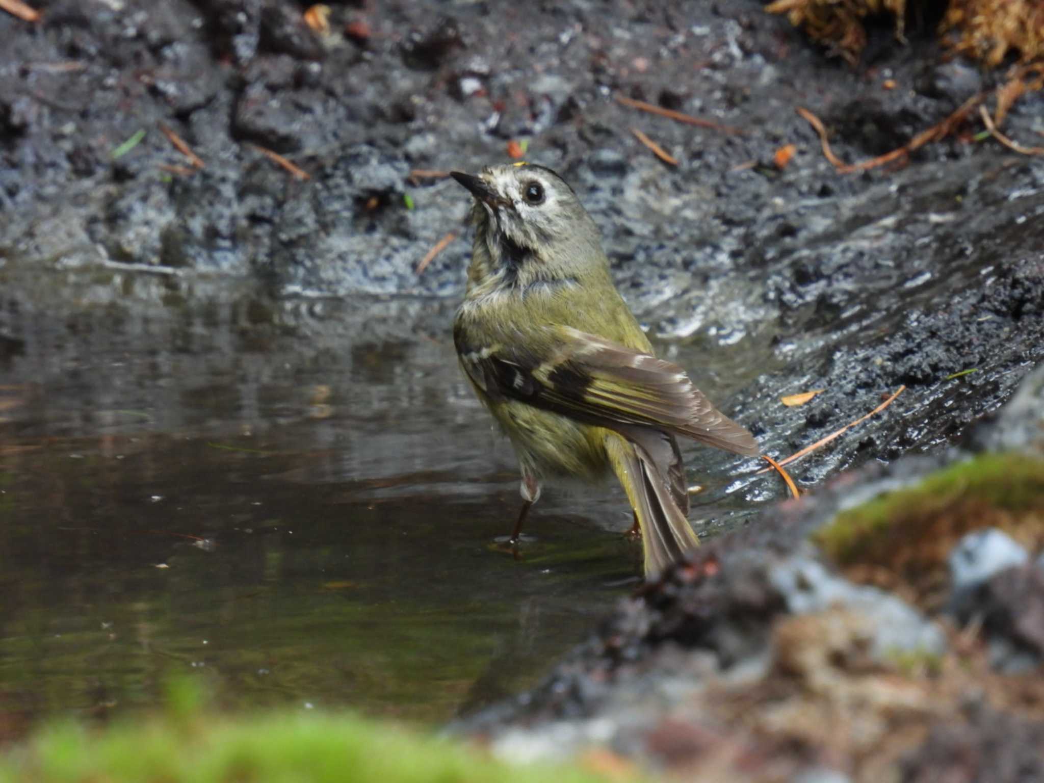 Goldcrest