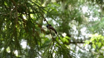 Black Paradise Flycatcher 箕面山 Sun, 6/26/2022