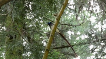 サンコウチョウ 箕面山 2022年6月26日(日)