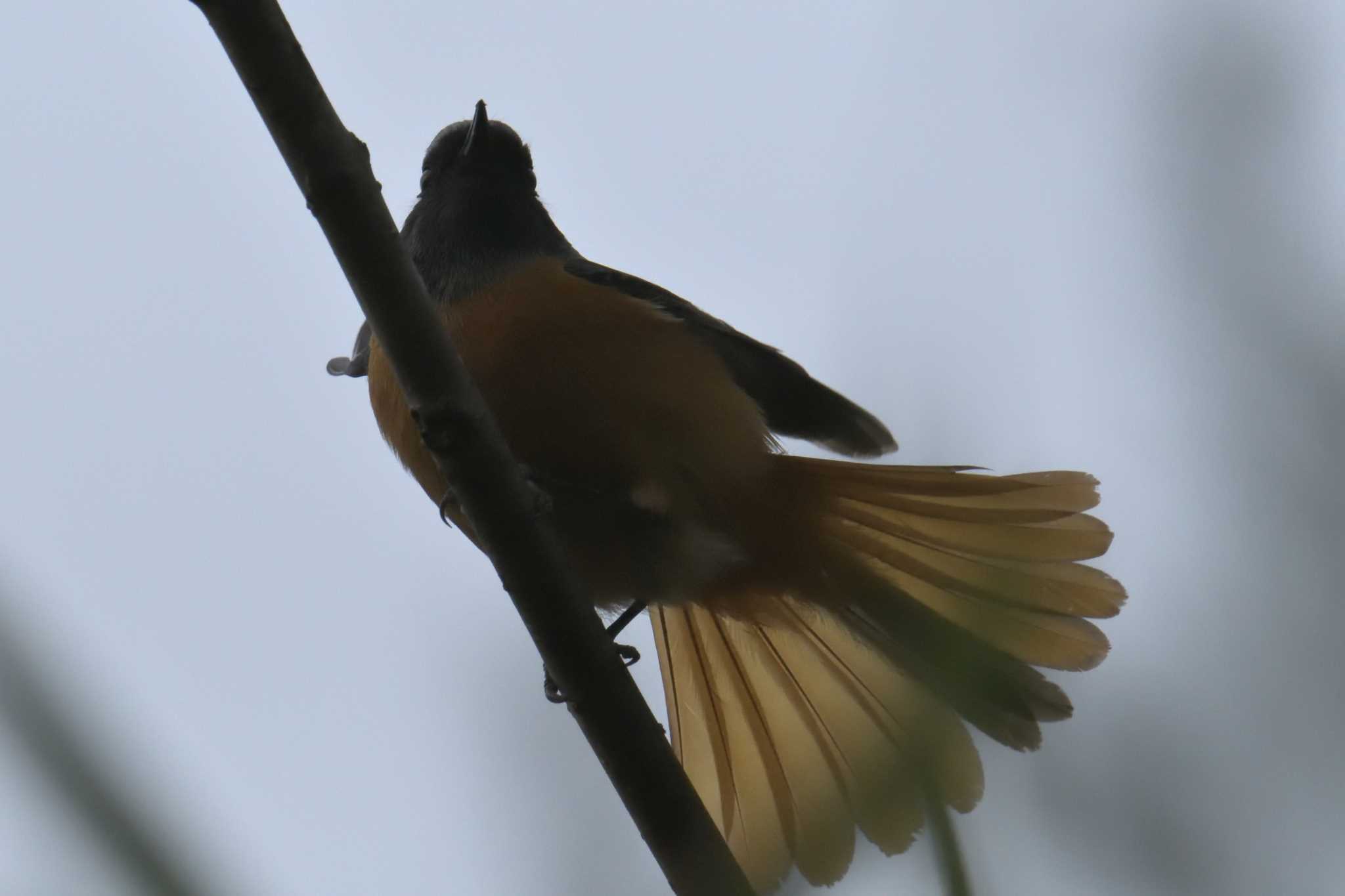 滋賀県甲賀市甲南町創造の森 ジョウビタキの写真 by masatsubo