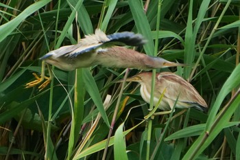 Sun, 6/26/2022 Birding report at 明石市