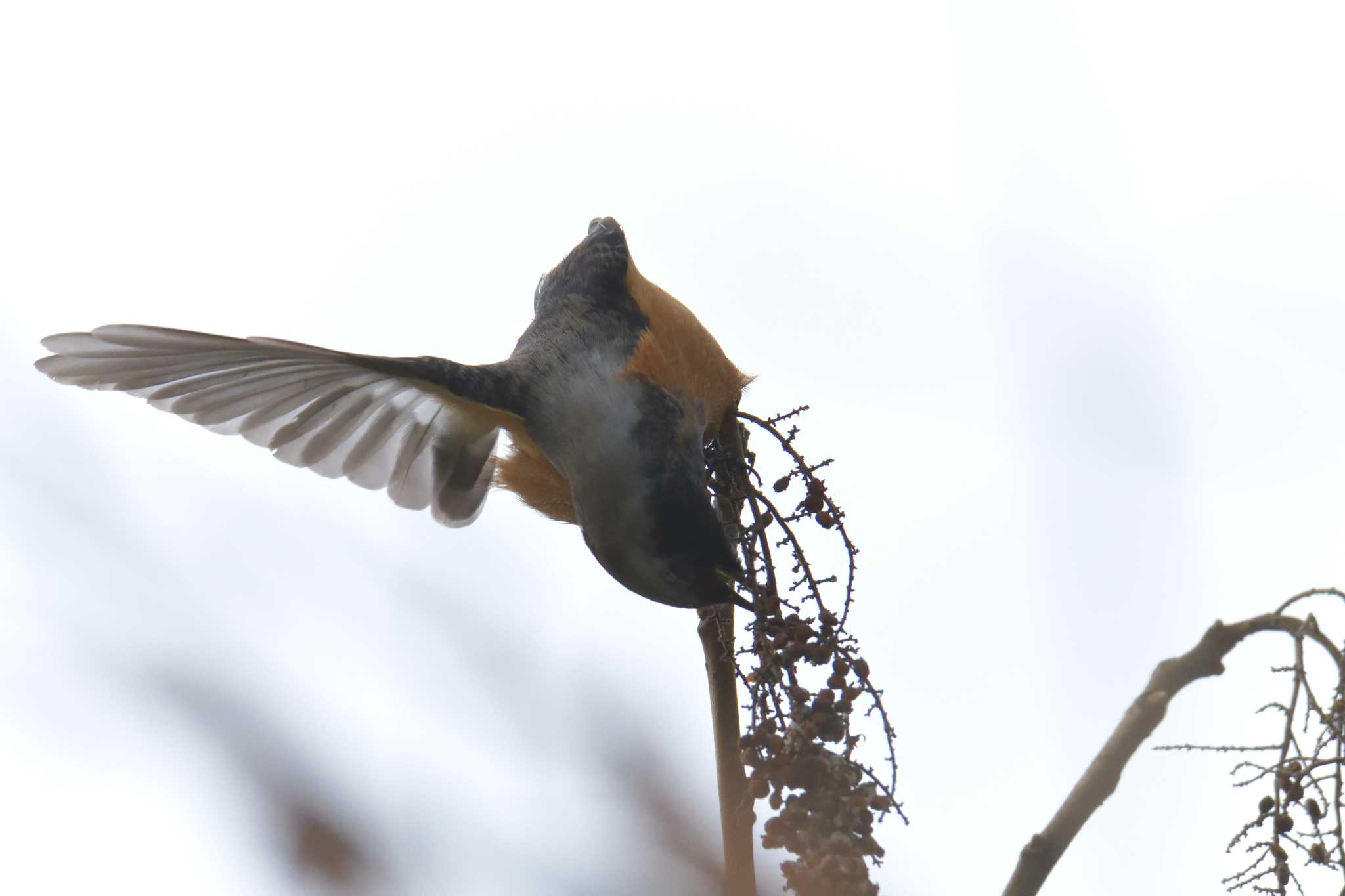 滋賀県甲賀市甲南町創造の森 ジョウビタキの写真 by masatsubo