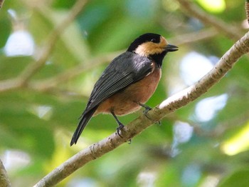 Varied Tit(amamii) Amami Island(General) Sun, 10/25/2020