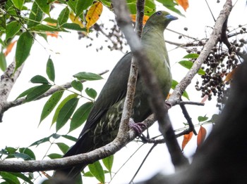 Ryukyu Green Pigeon Amami Island(General) Sat, 10/24/2020