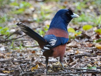 Lidth's Jay Amami Island(General) Sat, 10/24/2020