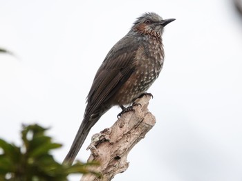 Brown-eared Bulbul(ogawae) Amami Island(General) Sat, 10/24/2020