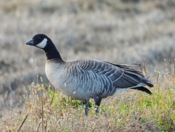 Cackling Goose Izunuma Sat, 11/21/2020