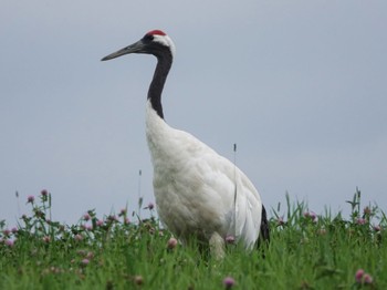 タンチョウ 北海道 2021年8月12日(木)