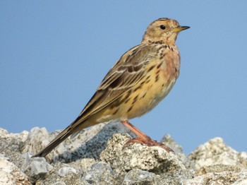 Red-throated Pipit Yonaguni Island Sat, 3/20/2021