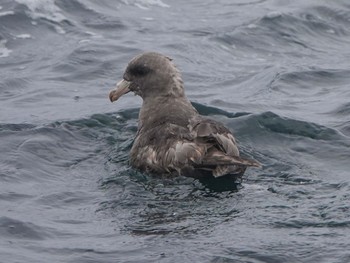 Northern Fulmar 斜里町 Sat, 8/14/2021