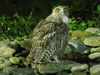 Blakiston's Fish Owl 民宿 鷲の宿(羅臼) Fri, 8/13/2021