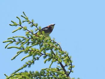 2022年6月25日(土) 野辺山高原の野鳥観察記録