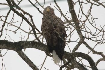 White-tailed Eagle 北海道　二海郡　八雲町　遊楽部川河畔 Sun, 1/7/2018