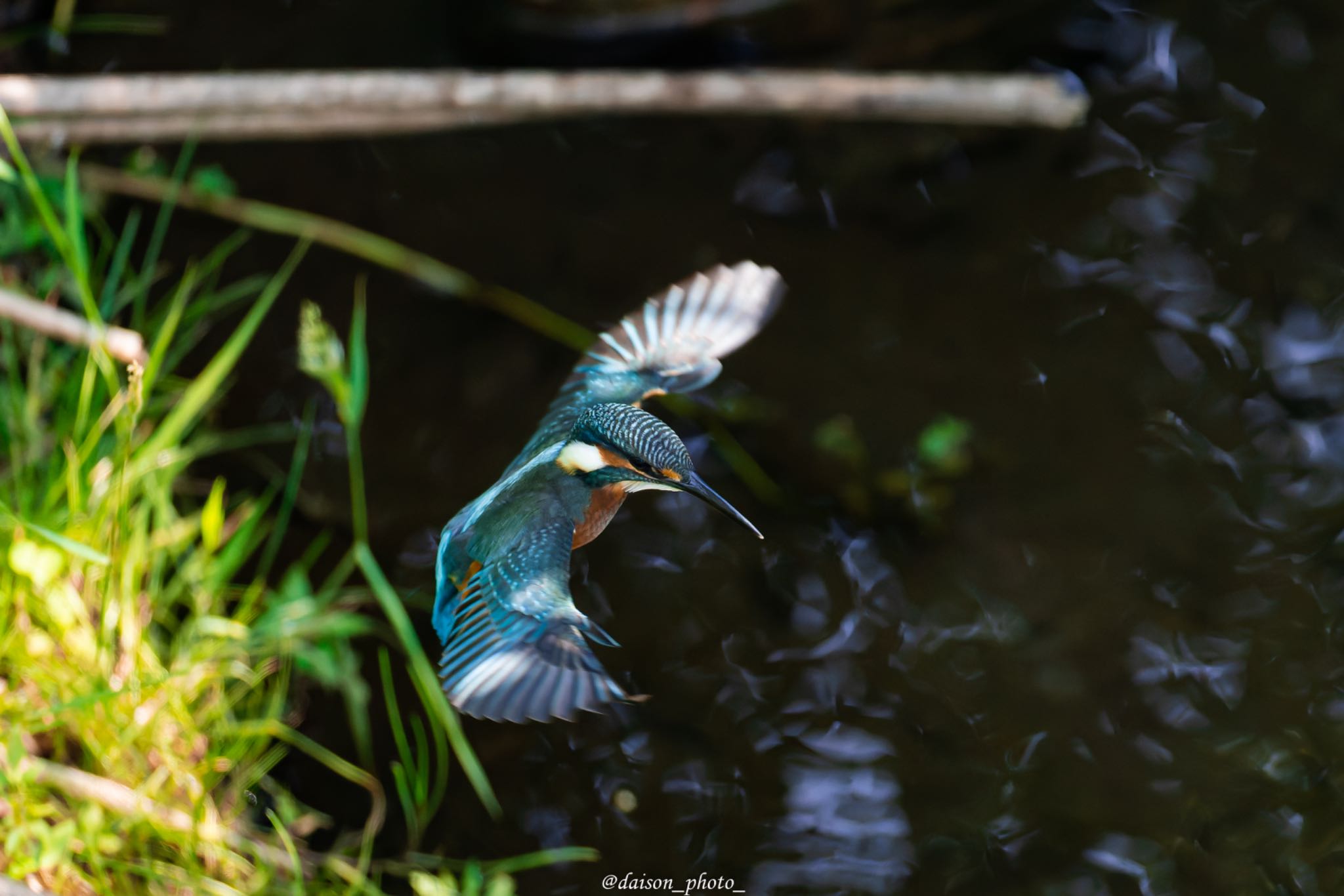 境川遊水地公園 カワセミの写真 by Daison