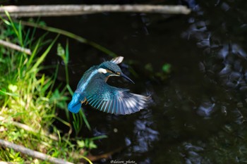 カワセミ 境川遊水地公園 2022年6月12日(日)