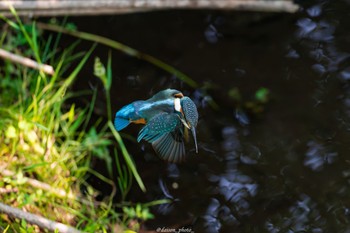 カワセミ 境川遊水地公園 2022年6月12日(日)