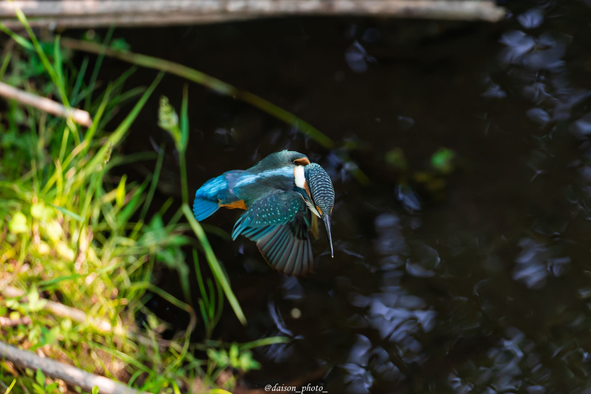 境川遊水地公園 カワセミの写真 by Daison