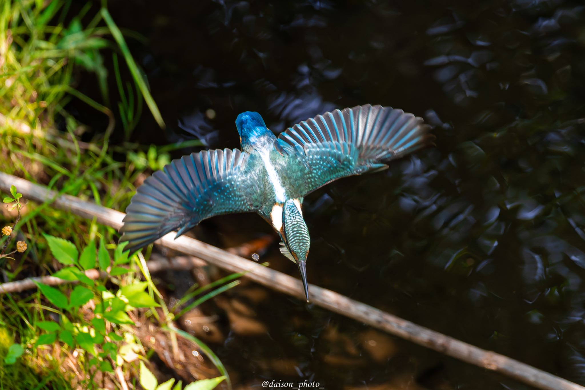 境川遊水地公園 カワセミの写真 by Daison