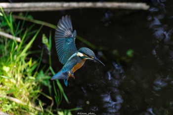 カワセミ 境川遊水地公園 2022年6月12日(日)