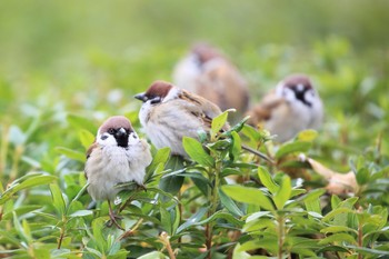 Eurasian Tree Sparrow Osaka castle park Sun, 1/7/2018