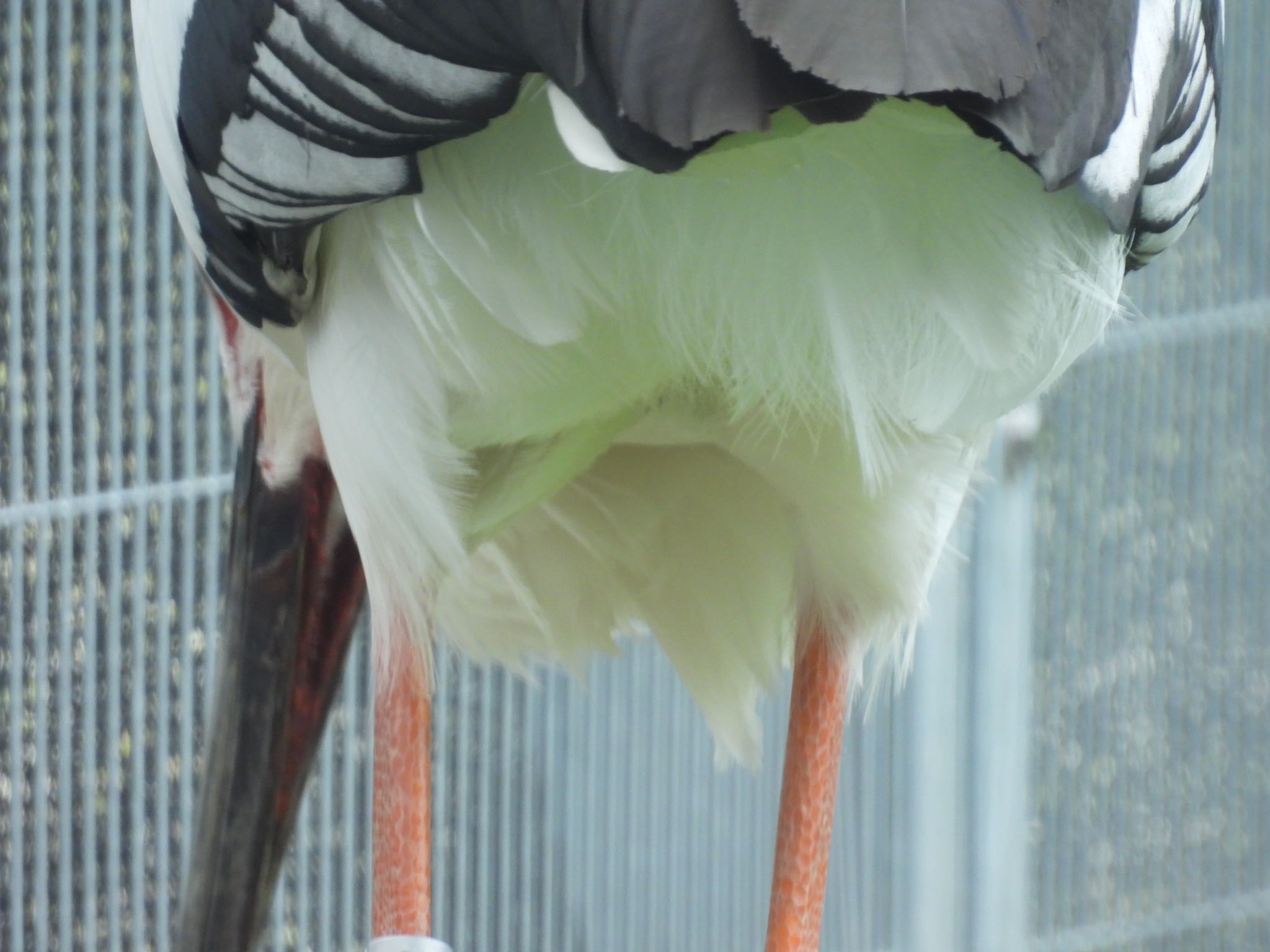 埼玉県鴻巣市 コウノトリの写真 by ツピ太郎