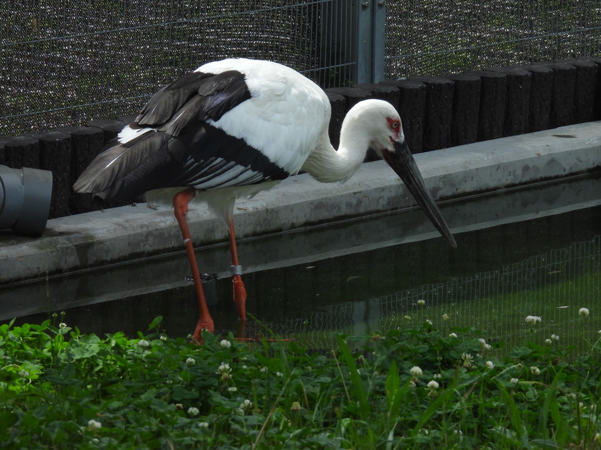 コウノトリ