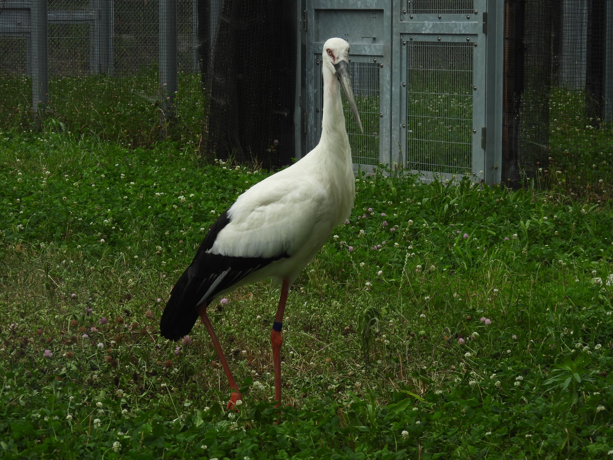 埼玉県鴻巣市 コウノトリの写真 by ツピ太郎