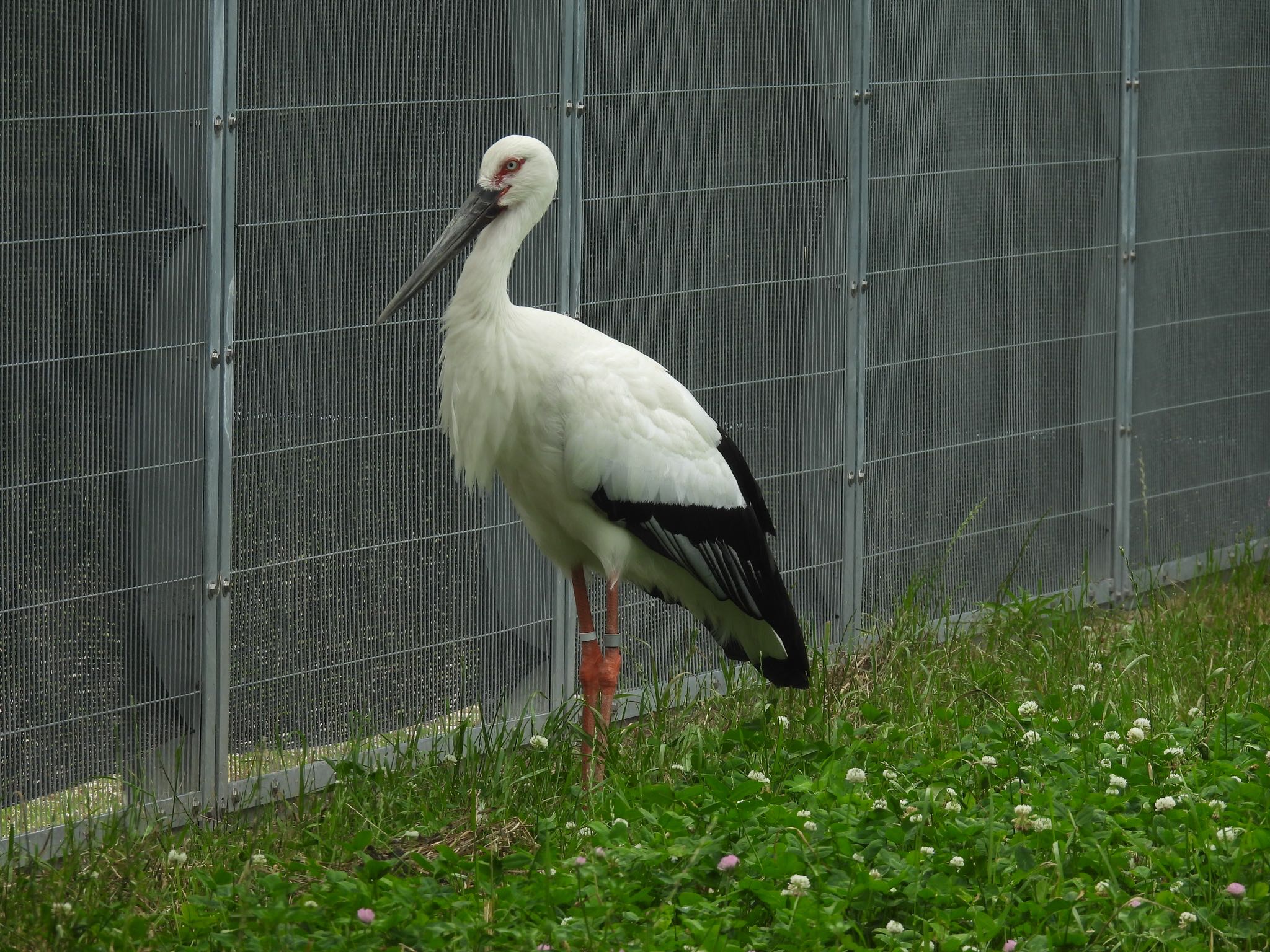 コウノトリ