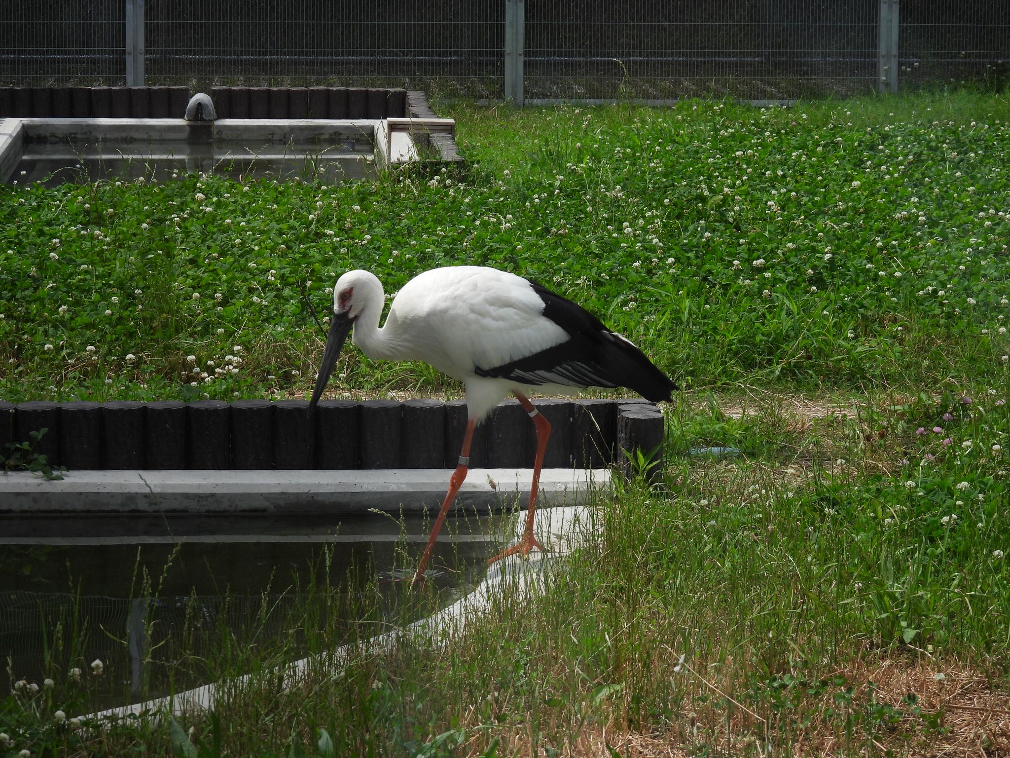 コウノトリ