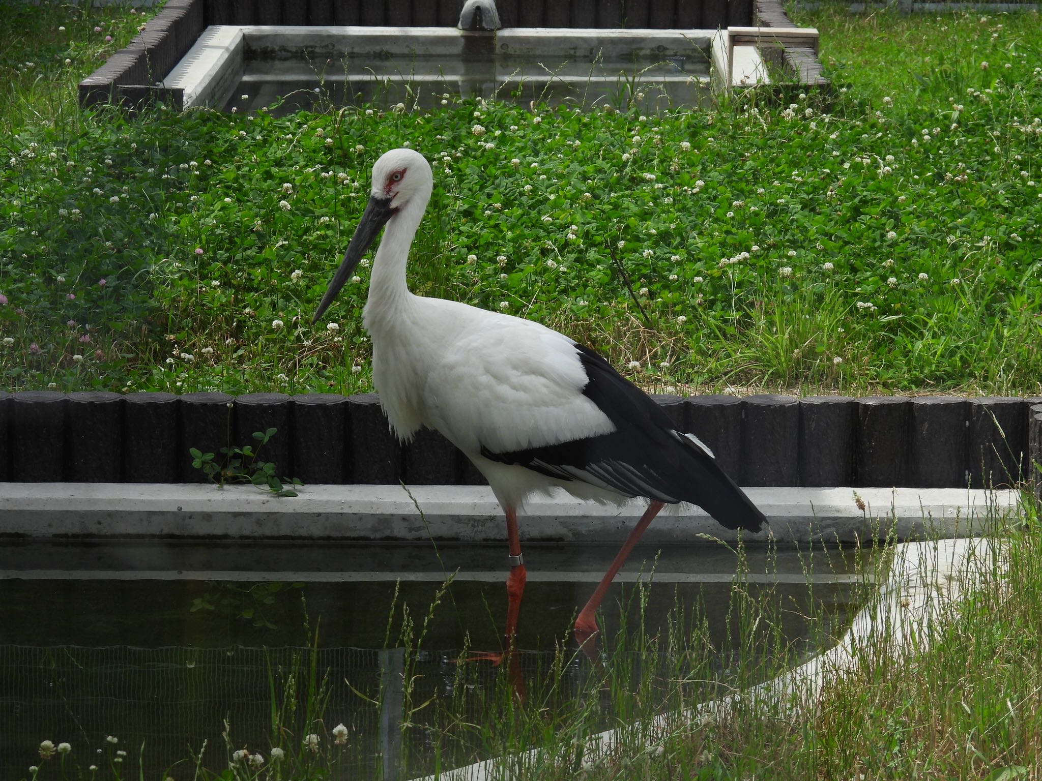 埼玉県鴻巣市 コウノトリの写真 by ツピ太郎