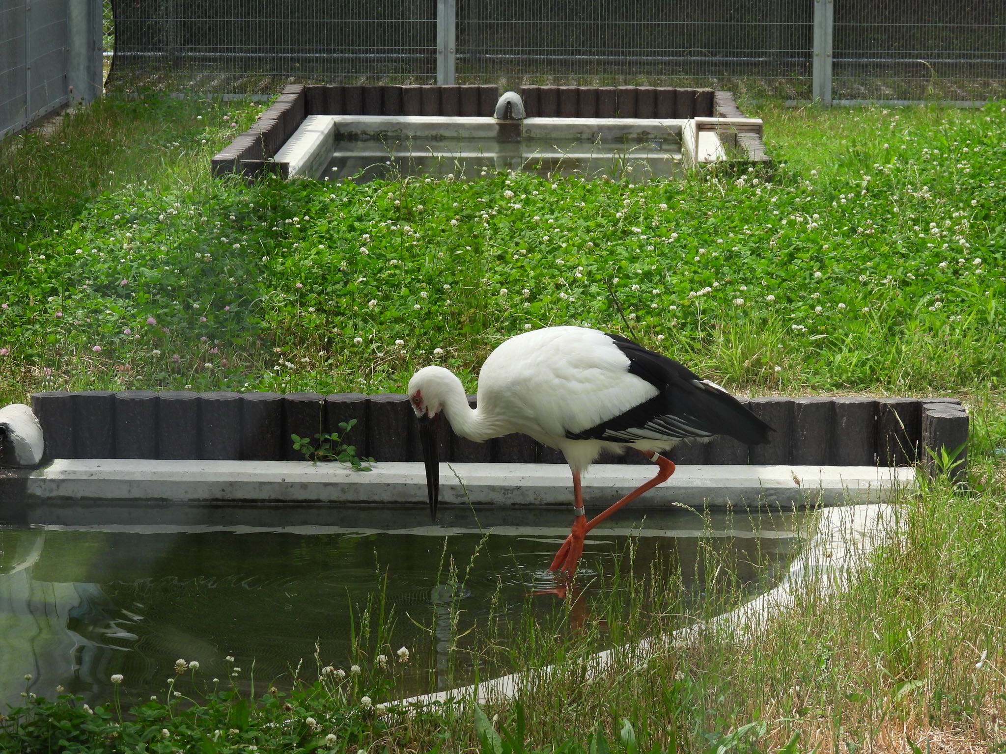 埼玉県鴻巣市 コウノトリの写真 by ツピ太郎