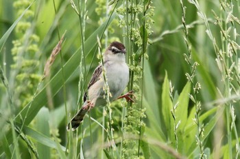 Zitting Cisticola 大久保農耕地 Sat, 6/18/2022