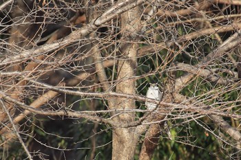 Eurasian Goshawk Osaka castle park Sun, 1/7/2018