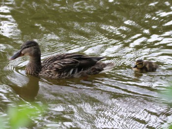 マガモ 月寒公園 2022年6月26日(日)